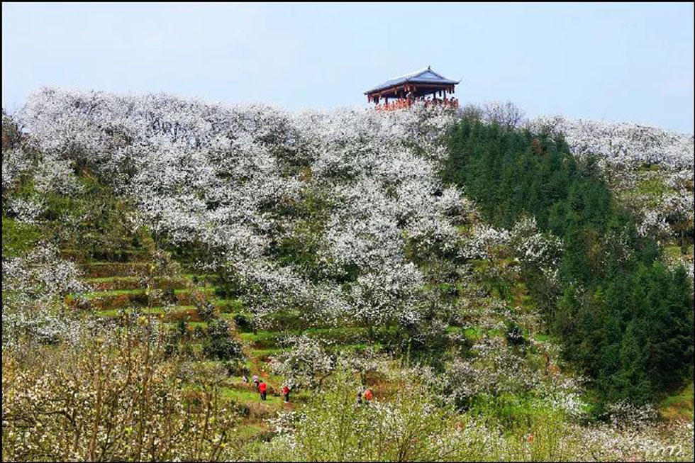 【春天,广西桂林灌阳县向您发出邀请!】我们在灌阳看梨花 - 游山玩水 - 承德生活社区 - 承德28生活网 chengde.28life.com