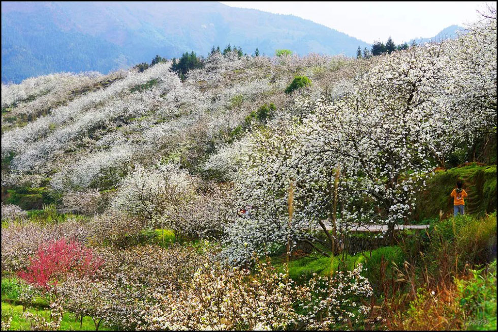 【春天,广西桂林灌阳县向您发出邀请!】我们在灌阳看梨花 - 游山玩水 - 承德生活社区 - 承德28生活网 chengde.28life.com