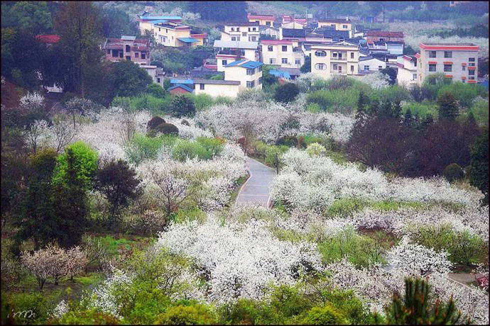 【春天,广西桂林灌阳县向您发出邀请!】我们在灌阳看梨花 - 游山玩水 - 承德生活社区 - 承德28生活网 chengde.28life.com