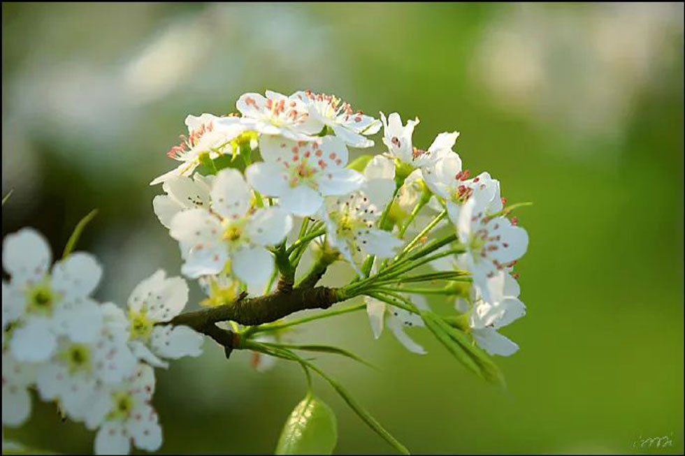 【春天,广西桂林灌阳县向您发出邀请!】我们在灌阳看梨花 - 游山玩水 - 承德生活社区 - 承德28生活网 chengde.28life.com