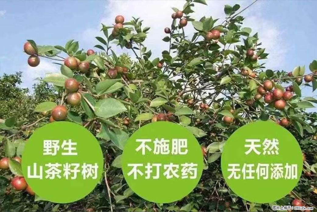 【灌阳县油茶产业示范区】一个有着充实的精神生活的人,对待身外之物自会有一种淡泊的态度 - 土特产 - 饮食特产 - 承德分类信息 - 承德28生活网 chengde.28life.com