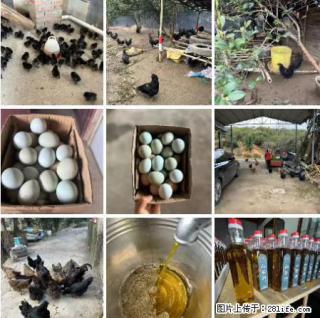 油茶园从小鸡仔开始养起的纯土鸡、土鸡蛋可以预定啦!还有前几天刚榨的纯山茶油哦 - 承德28生活网 chengde.28life.com