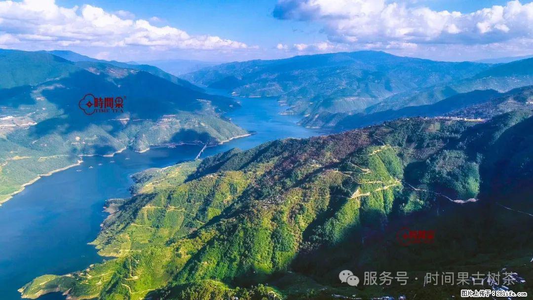 时间果百年古树龙珠普洱生茶 - 购物交流 - 承德生活社区 - 承德28生活网 chengde.28life.com