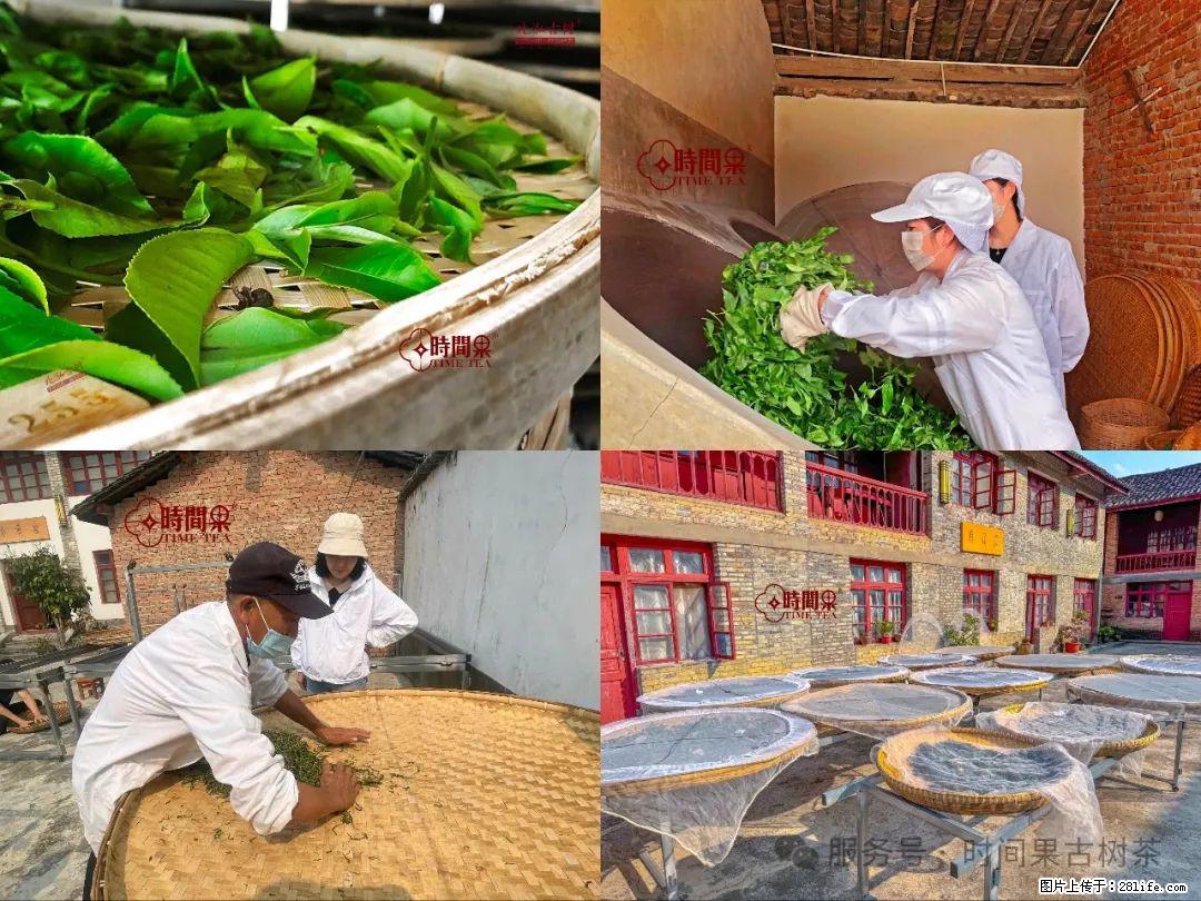 时间果百年古树龙珠普洱生茶 - 购物交流 - 承德生活社区 - 承德28生活网 chengde.28life.com