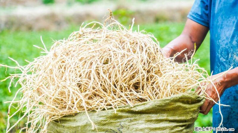 堪称“最难吃”的蔬菜，却是 “抗辐射神器”，还能护肺、清热、止咳化痰！ - 承德生活资讯 - 承德28生活网 chengde.28life.com