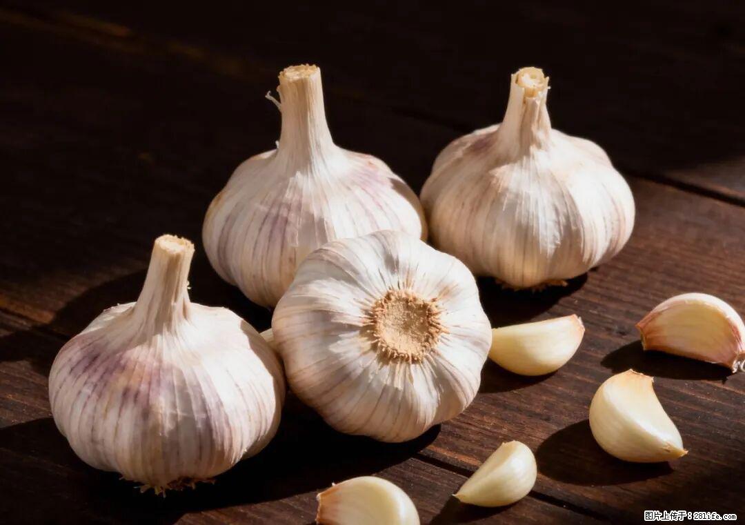 关于大蒜，除了“天然抗生素”，这4个谣言更该警惕! - 承德生活资讯 - 承德28生活网 chengde.28life.com