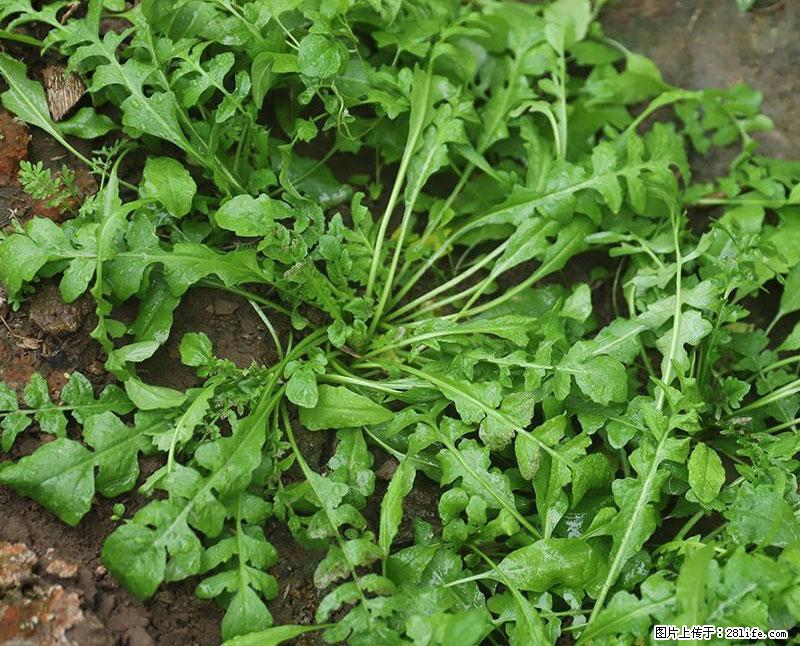 这些蔬菜是“天然钙片”，这6种被医生重点推荐 - 承德生活资讯 - 承德28生活网 chengde.28life.com