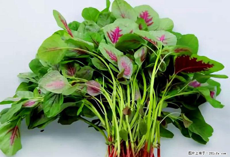 这些蔬菜是“天然钙片”，这6种被医生重点推荐 - 承德生活资讯 - 承德28生活网 chengde.28life.com