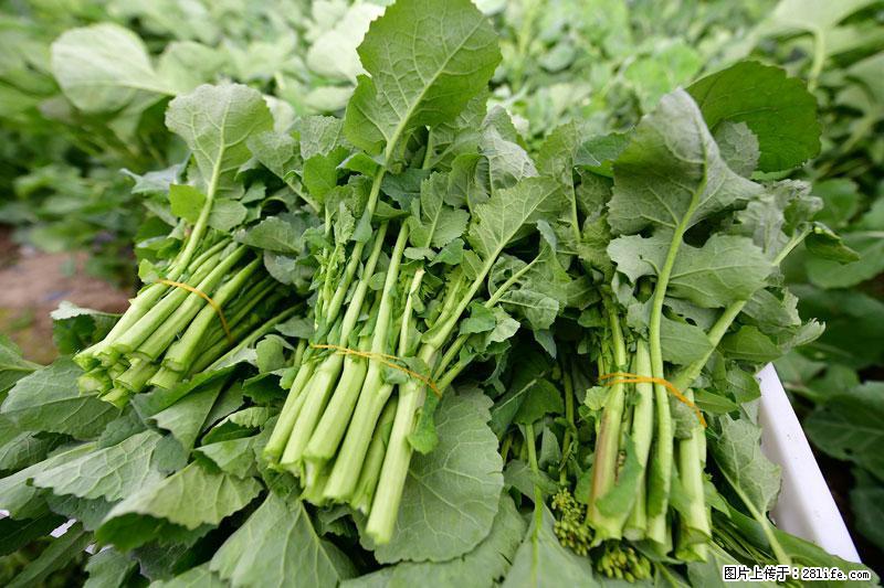 这些蔬菜是“天然钙片”，这6种被医生重点推荐 - 承德生活资讯 - 承德28生活网 chengde.28life.com